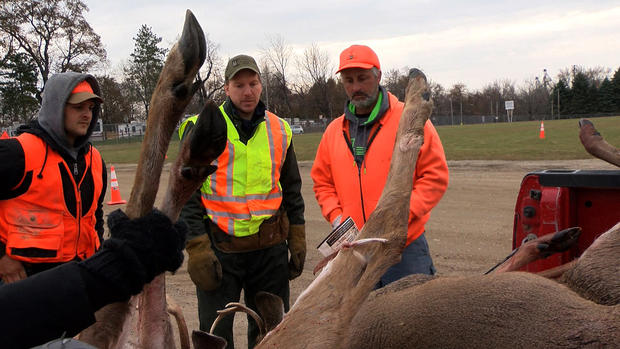 Deer Being Tagged By A DNR Official 
