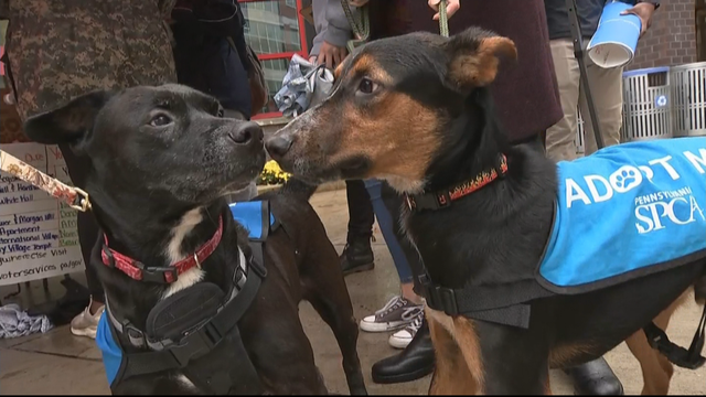 puppies-at-the-polls.png 