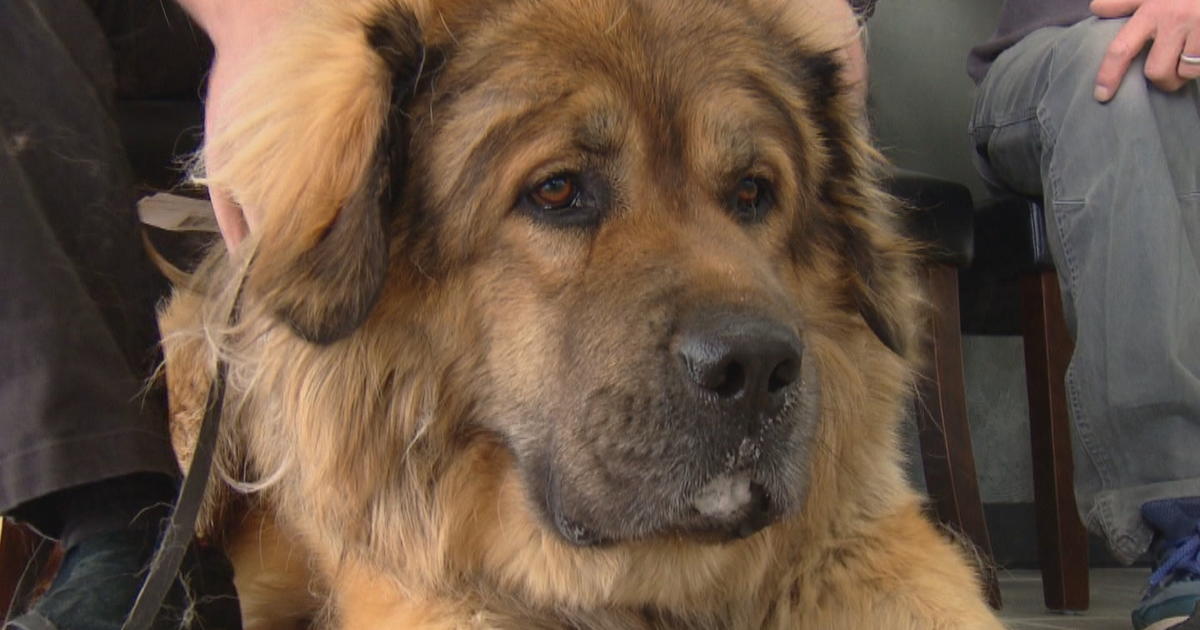 does the leonberger attack humans