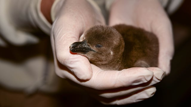 african-penguin-chick-4-at-the-maryland-zoo1.jpg 