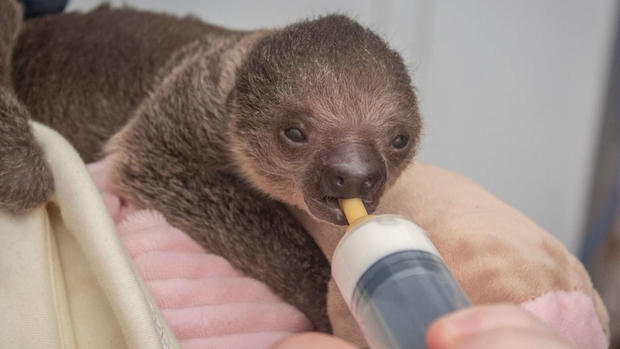 Baby sloth 3 