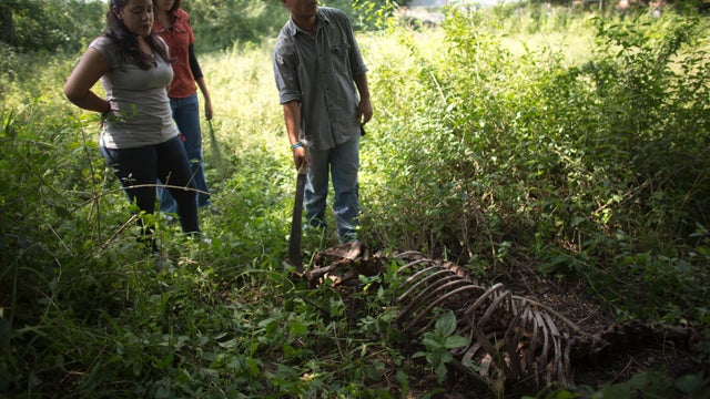 Venezuela Butchered Horses 