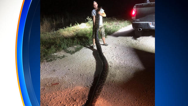 giant-snake-caught.jpg 