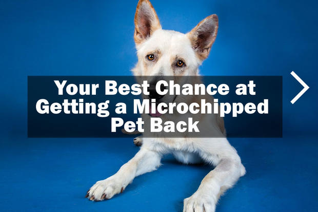 1-getting-a-micropchipped-pet-back1.jpg 