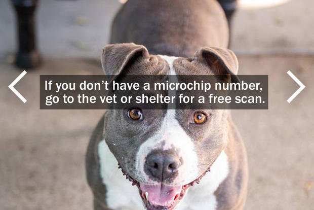 If you don't have a microchip number, go to the vet or shelter for a free scan. 
