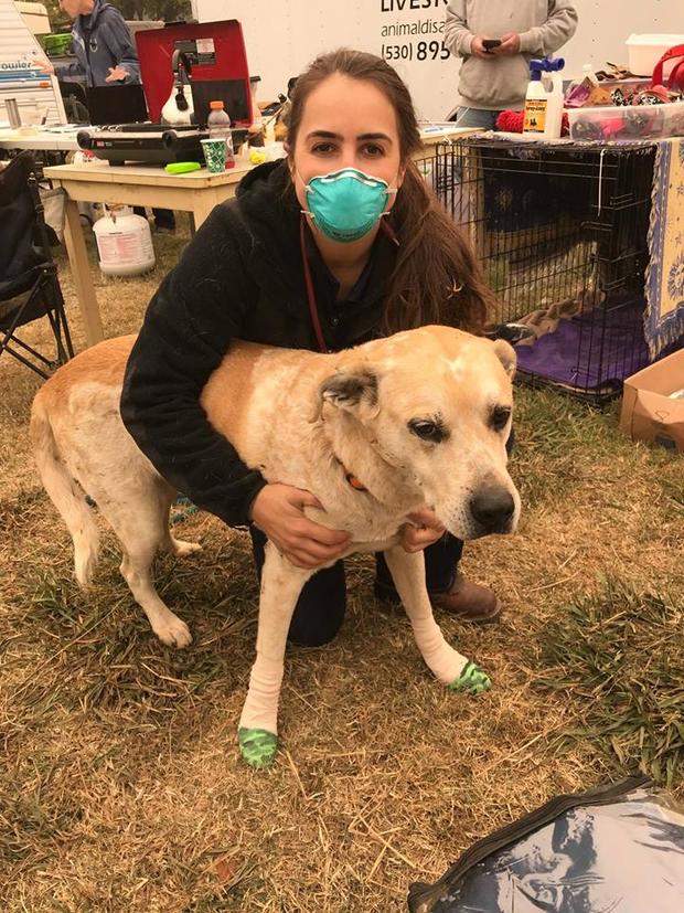 Camp Fire Animal Help UC Davis School of Veterinary 4 