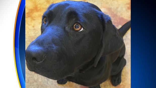 East - crime victim support dog 