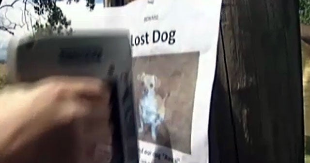 9 Things To Do If Your Pet Is Lost - Good Day Sacramento