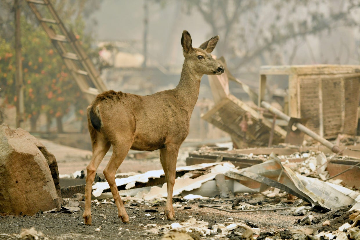 US-FIRE-CALIFORNIA-ENVIRONMENT-WEATHER 