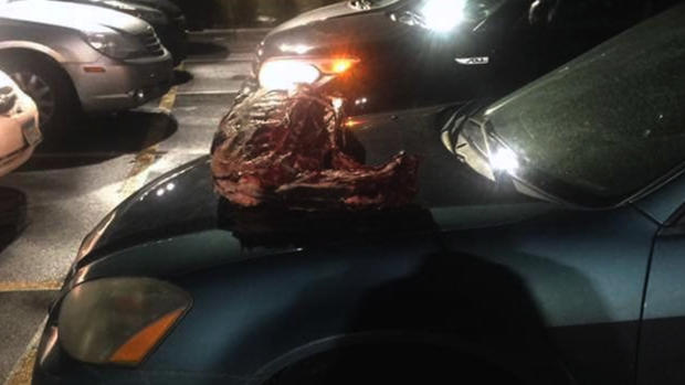 Deer Carcass Left On Cars At St Cloud YMCA 