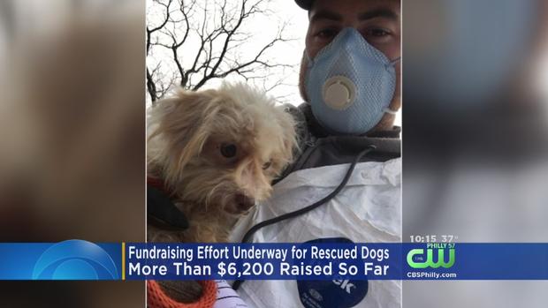 Fundraising Effort Underway For Dogs Found At Shamong Puppy Mill 