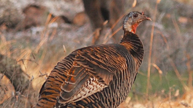 california-wild-turkeys-lee-mceachern-promo.jpg 