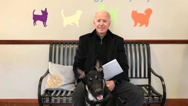 joe-biden-rescue-dog-2018-11-17.jpg 