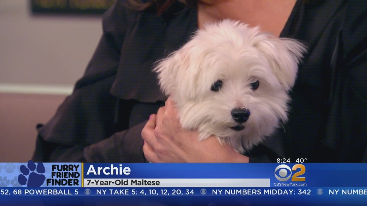 Furry Friend Finder: Archie And Manny - CBS New York