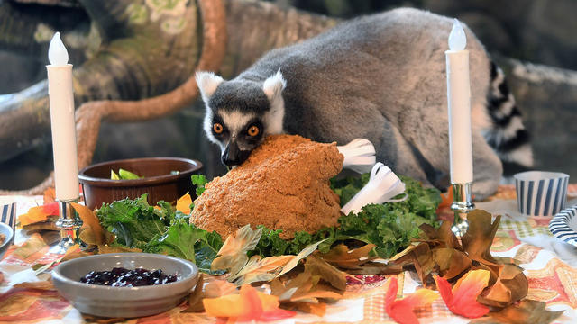 dsc_7268-lemur-thanksgiving.jpg 