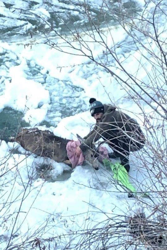 Man Pulls Deer From Icy Eagle River CBS Colorado(02)