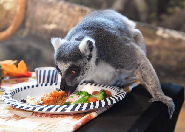 Lemur Thanksgiving4 