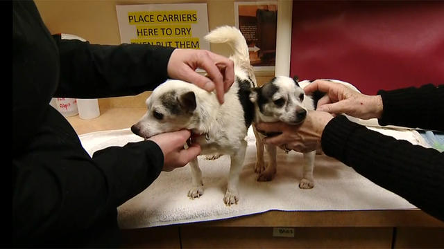 beaver-county-abandoned-chihuahuas.jpg 