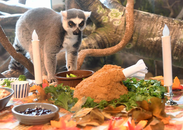 Lemur Thanksgiving6 