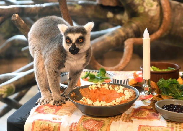 Lemur Thanksgiving3 