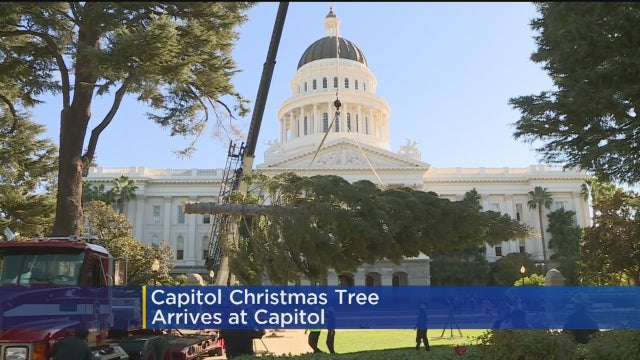 capitol-tree2.jpg 