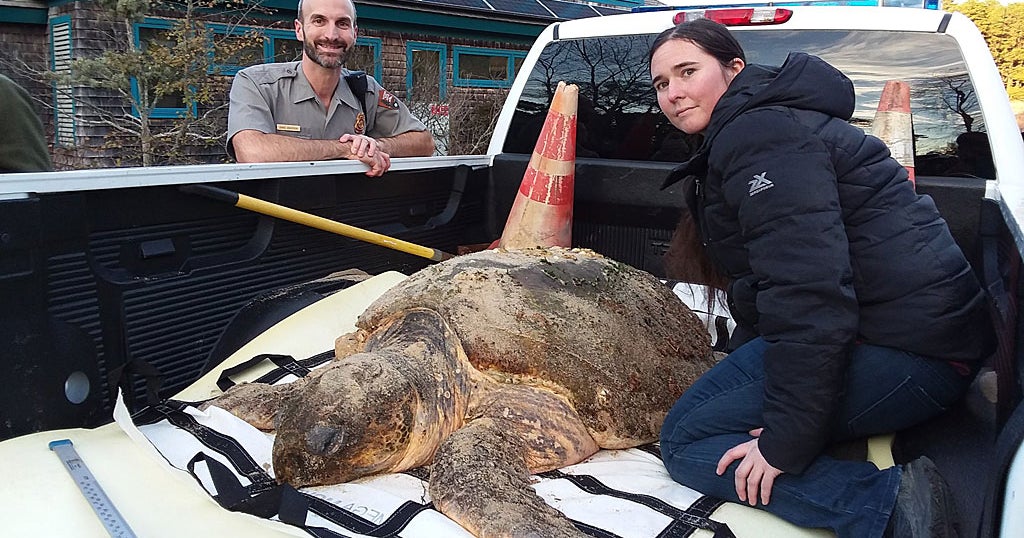 More Than 4 Dozen Sea Turtles Killed In Cape Cod Cold Snap - CBS Boston