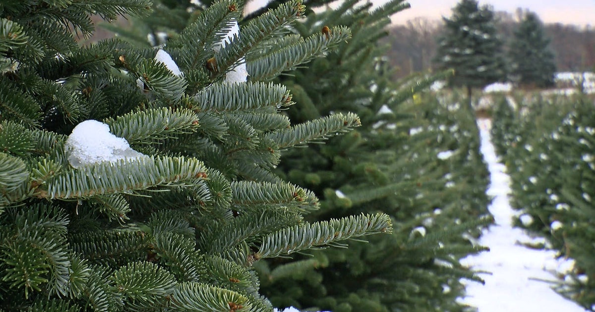 How Are Christmas Trees Grown? CBS Minnesota