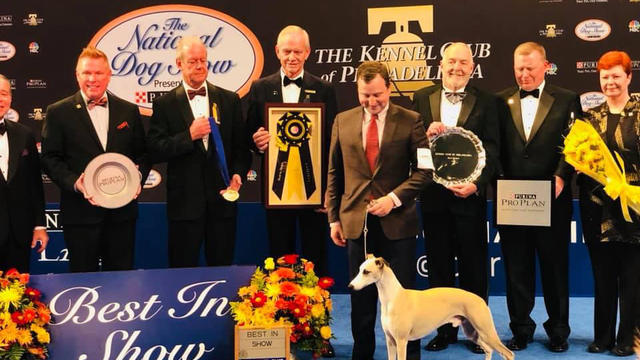 Annual Westminster Dog Show Takes Place In New York City 