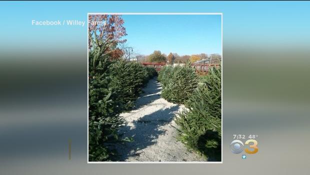 Willey Farms Reopens For Christmas Tree Sale After 5-Alarm Fire Destroys Produce Market 