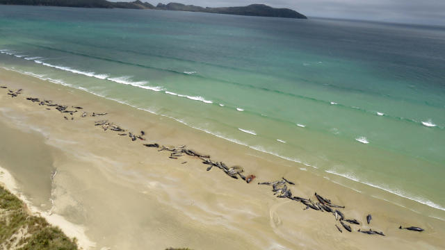 A supplied image shows around 145 pilot whales that died in a mass stranding on a beach on Stewart Island, located south of New Zealand's South Island, Nov. 25, 2018. 