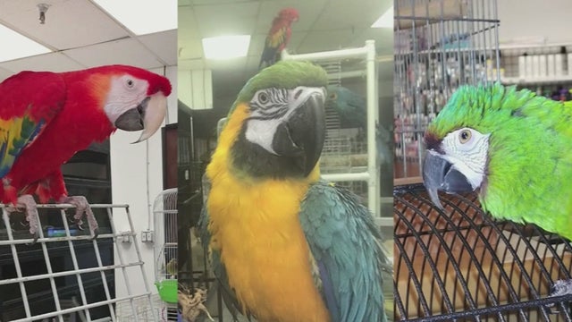 exotic-birds-stolen-from-store-in-ct.jpg 