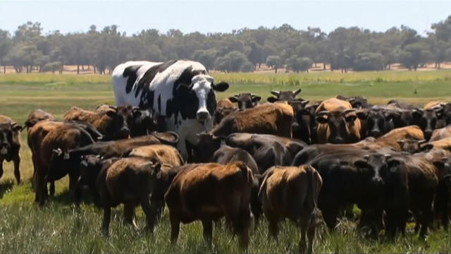 Knickers the steer, center back, stands in a paddock with a herd of cows in Lake Preston, Australia, Nov. 15, 2018. 