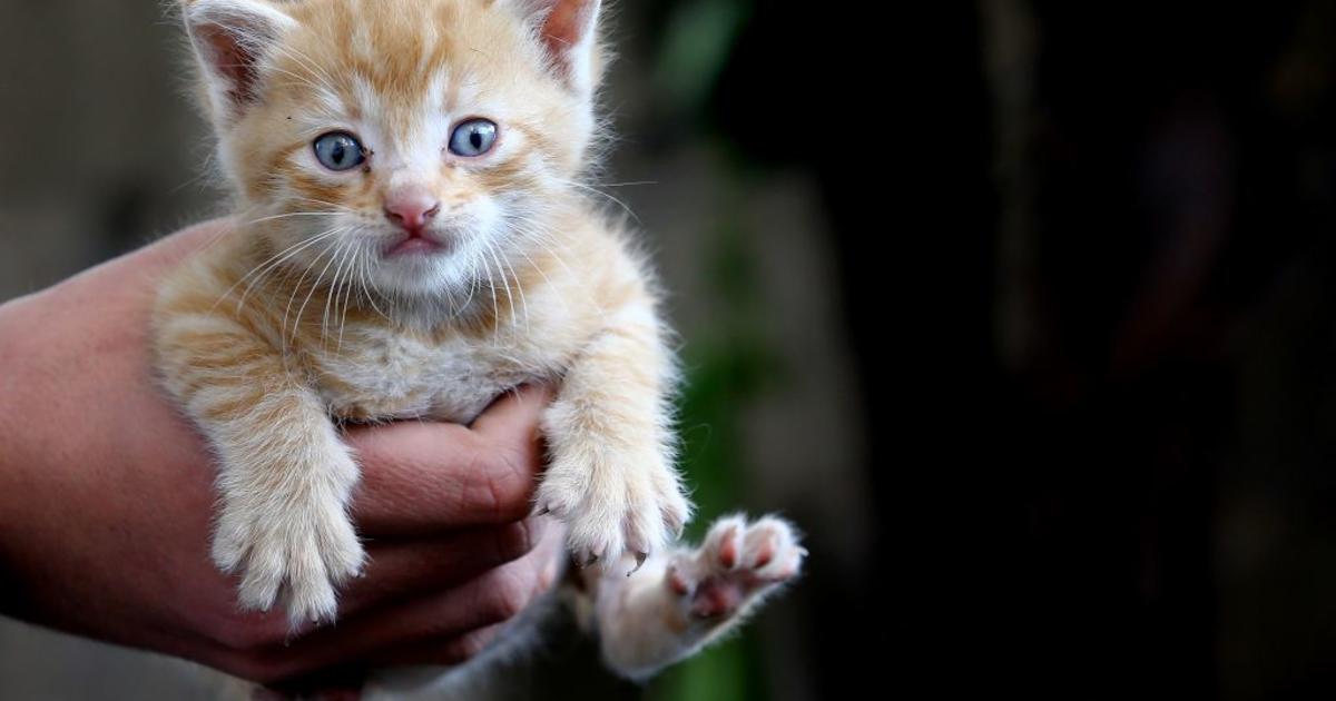 This Is What Happens When You Foster Kittens In An Office For An Entire