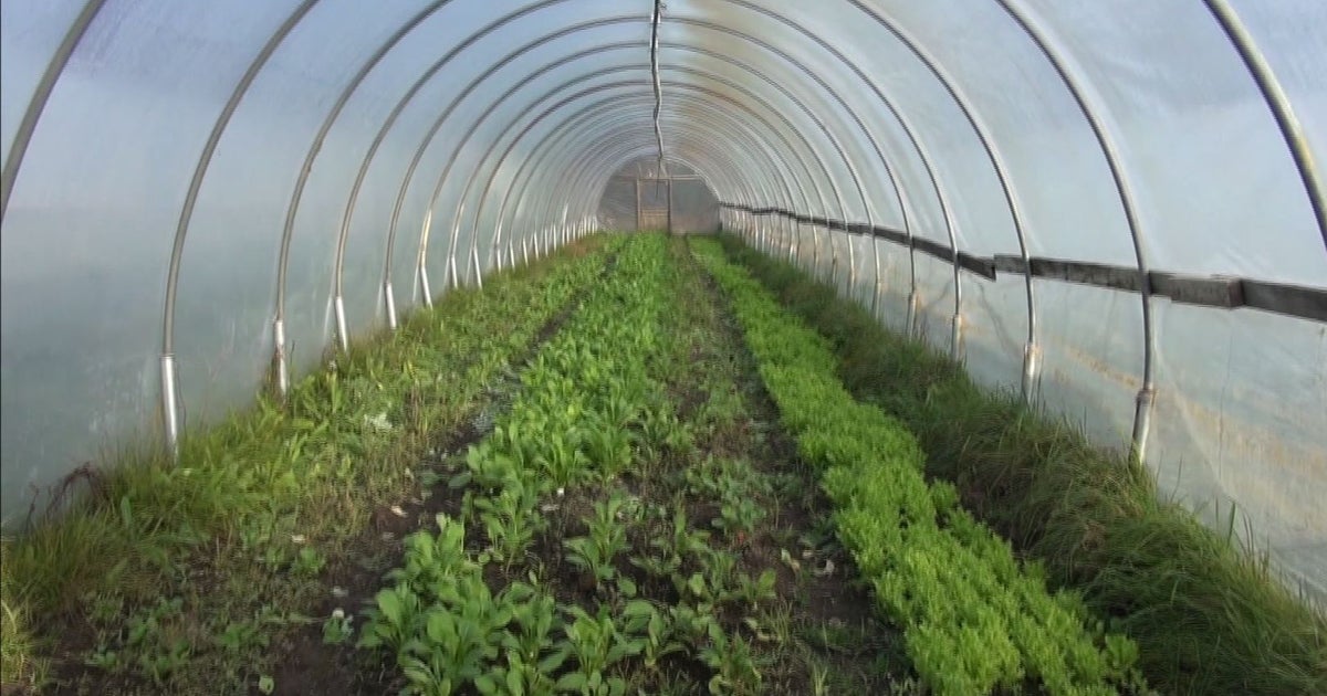 Radical Root Organic Farm Seeks To Help People 'Really Take Control Of ...