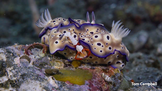 nudibranch-hypselodoris-tryoni-tom-campbell-620.jpg 