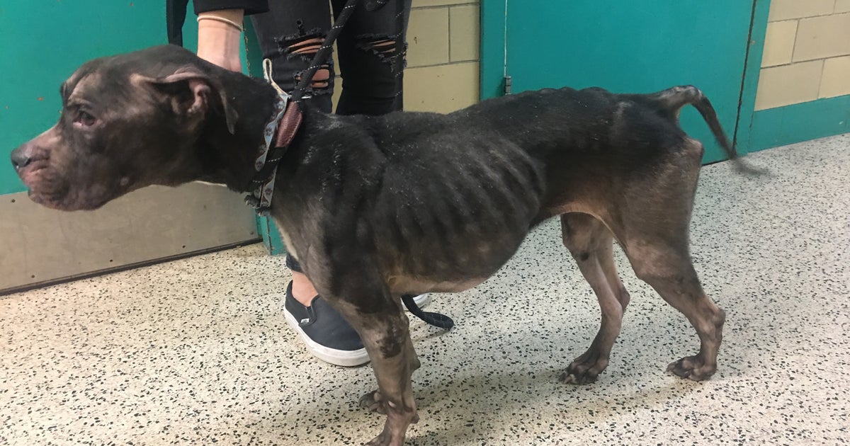 2 Emaciated Dogs Rescued, 1 Found Dead Within 24-Hour Span In ...