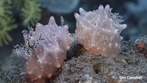 nudibranch-halgerda-carlsoni-pair-tom-campbell-620.jpg 
