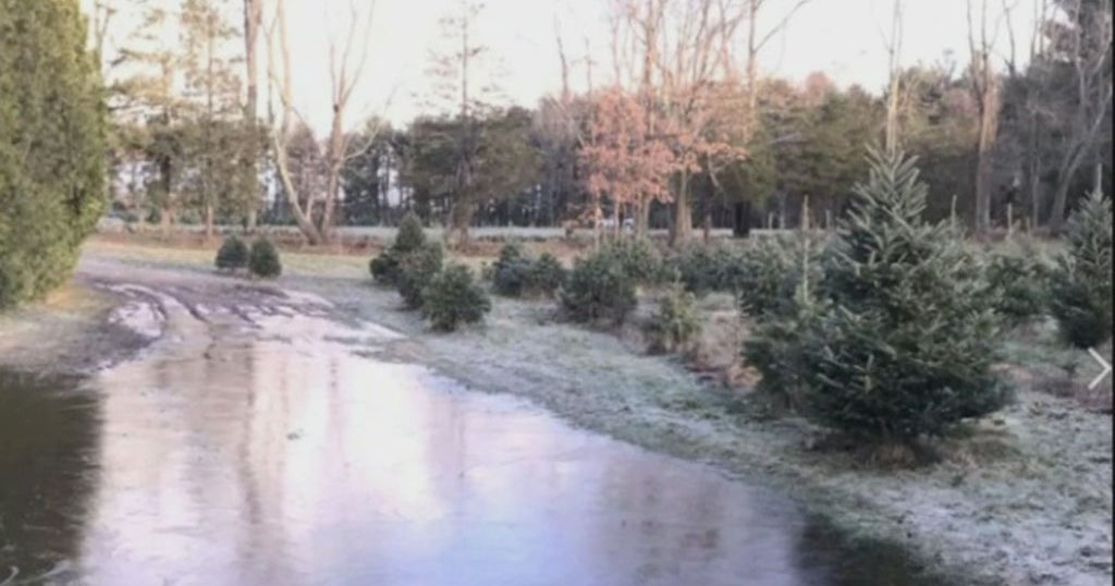 Rain, Flooding Cause NH Christmas Tree Farm To Temporarily Close CBS