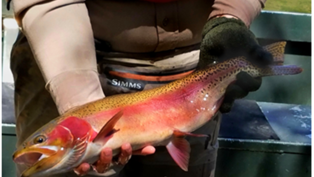 whirling-disease-1-gunnison-river-last-may-cpw-bill-vogrin.png 