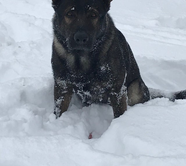 Dax in Snow 2