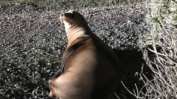 Sea Lion Rescue 