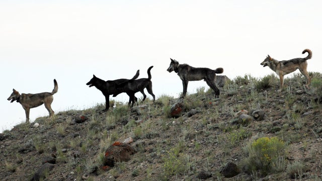 A wolf pack stands on a hillside of the Lamar Canyon in Yellowstone National Park, Wyoming, in an August 2012 photo provided by Wolves of the Rockies. 