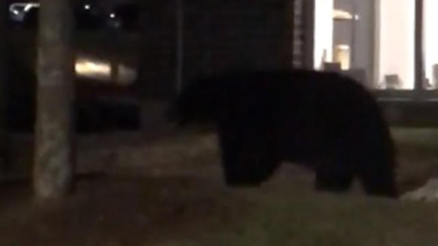 burlington-black-bear.jpg 