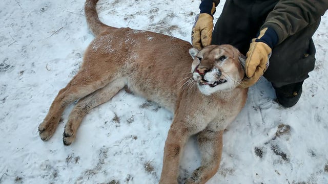 dead-mountain-lion.jpg 