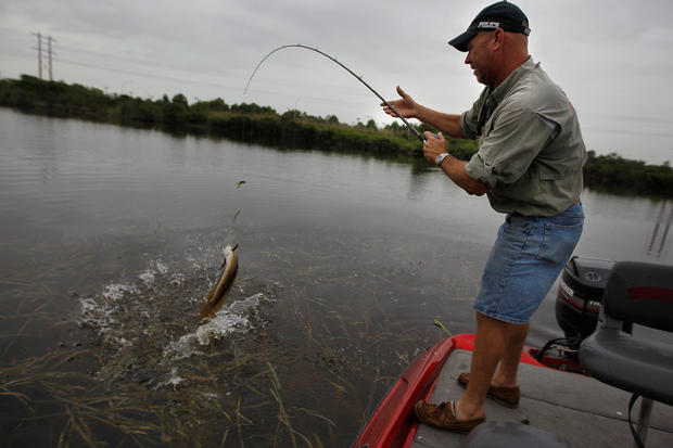Florida Aims To Control Invasive Snakehead Fish Species 