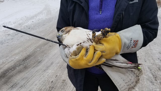 red-tailed-hawk-arrow-dead.jpg 
