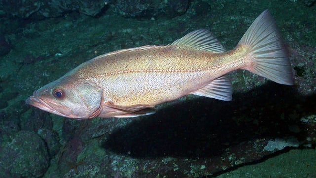 groundfish-noaa-fisheries-associated-press.jpg 
