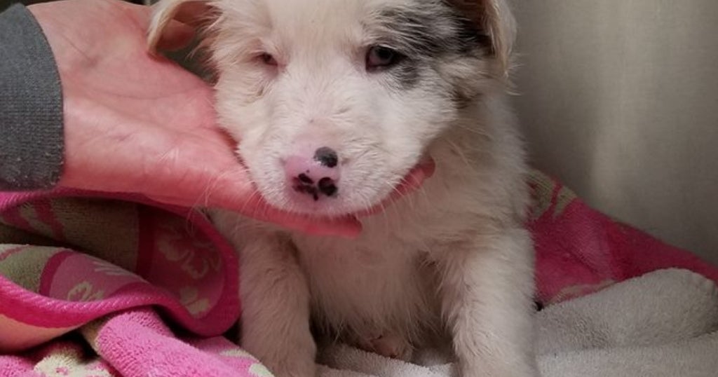 Puppy Found Wrapped In Weighted Trash Bag In Frozen Creek - CBS New York