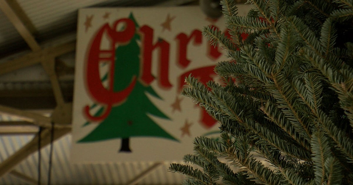 Mold Allergies? Take Care With Real Christmas Trees CBS Minnesota