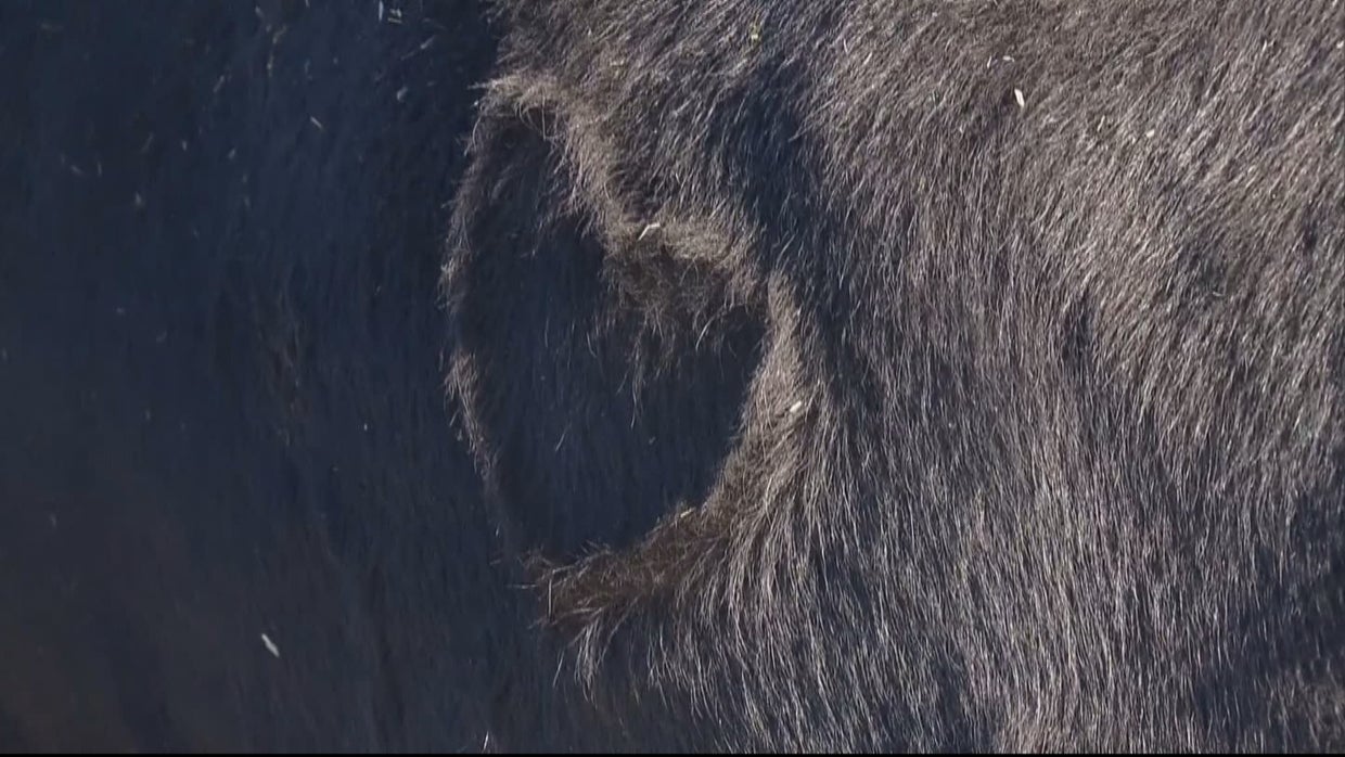 Cattle Rustlers Steal 50 Cows In The Middle Of The Night - CBS Colorado
